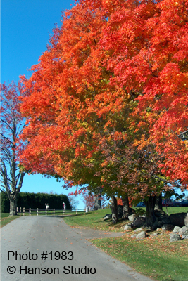 Springfield, VT - Maple Trees at Crown Point Golf Coarse - Fall